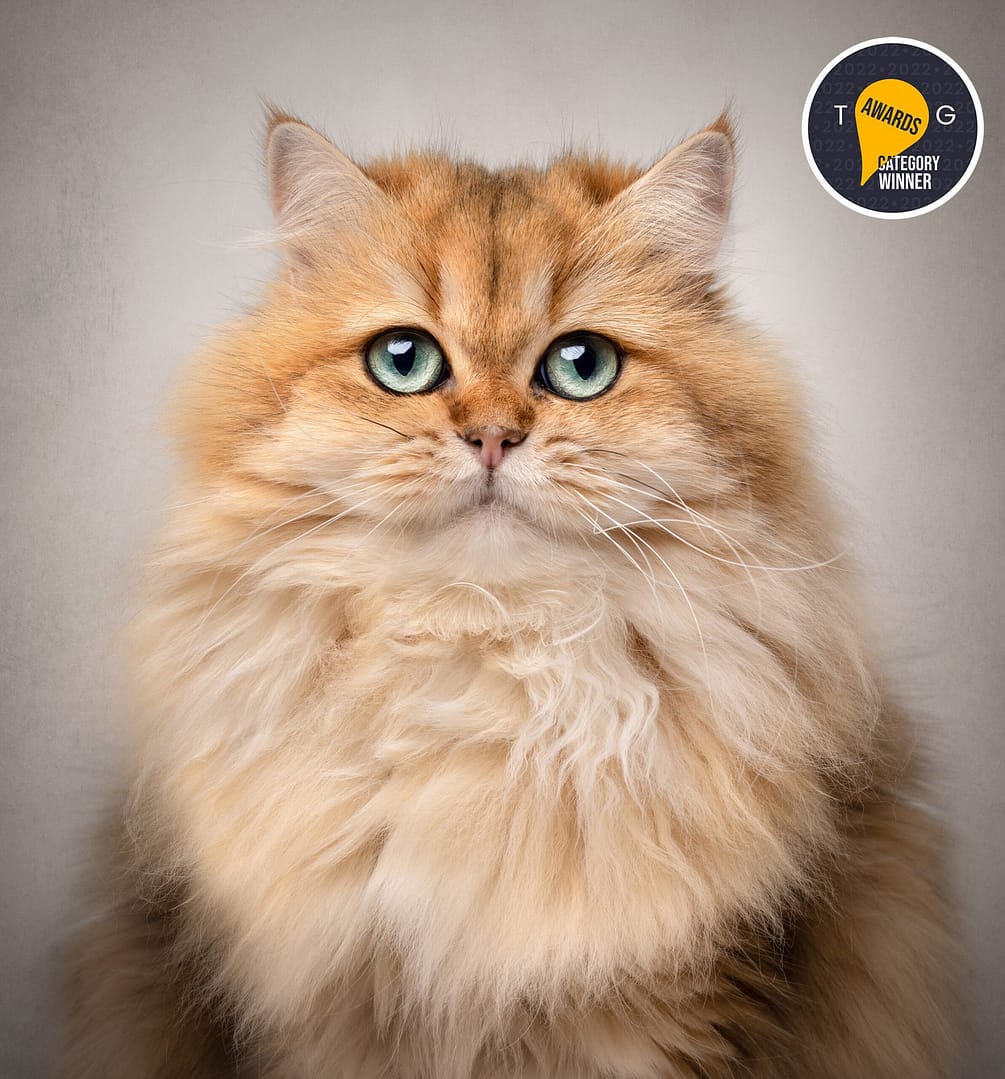 Cat photographer of the year 2022 – tog awards 2 Cat Photographer of the Year 2022 – TOG Awards