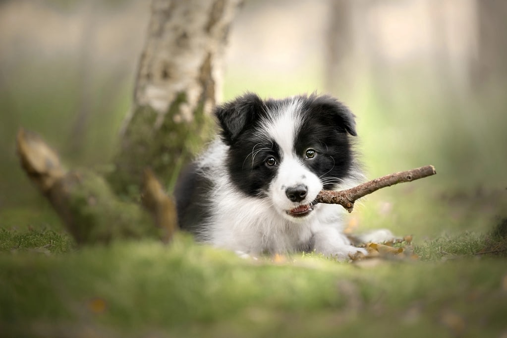 Cute-border-collie-puppy-with-stick cute border collie puppy with stick