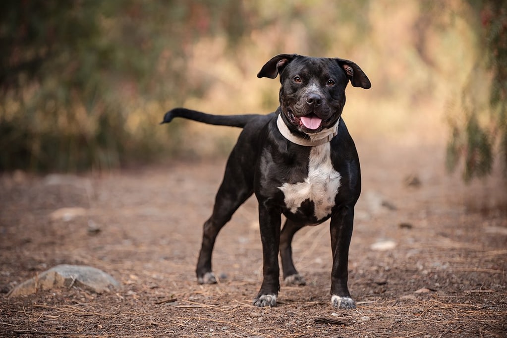 Chester_962996_esc_kd_101525_4 black and white dog on forest path looking attentive pet photograpy san diego