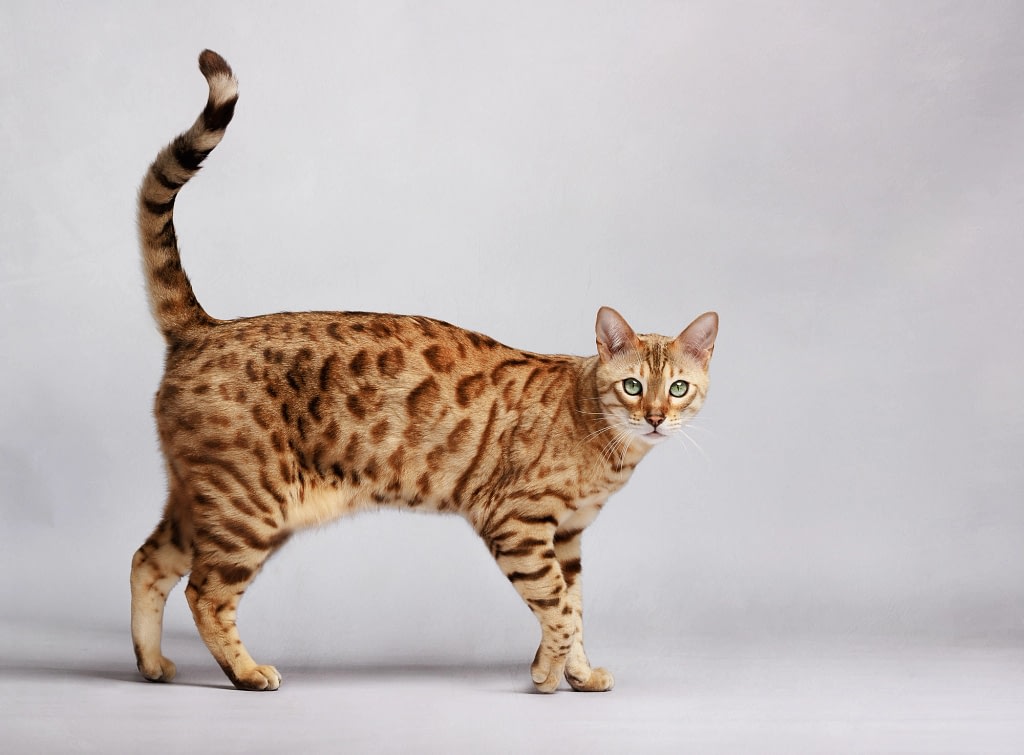 Bengal-cat-standing-gray-background Bengal cat posing on a clean white background – luxury cat photography studio in San Diego in-home cat photography