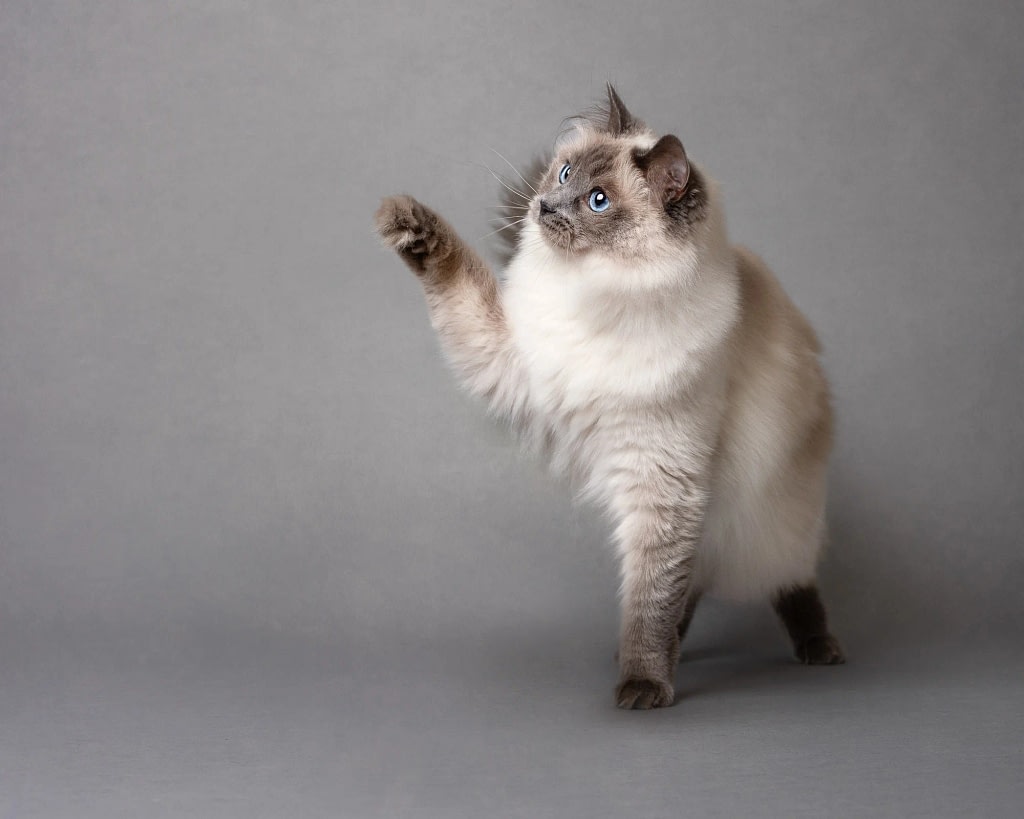 Fluffy-cat-reaching-gray-background fluffy cat reaching gray background e1745549495433