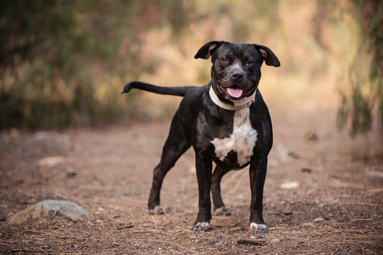 black and white dog on forest path looking attentive pet photograpy san diego