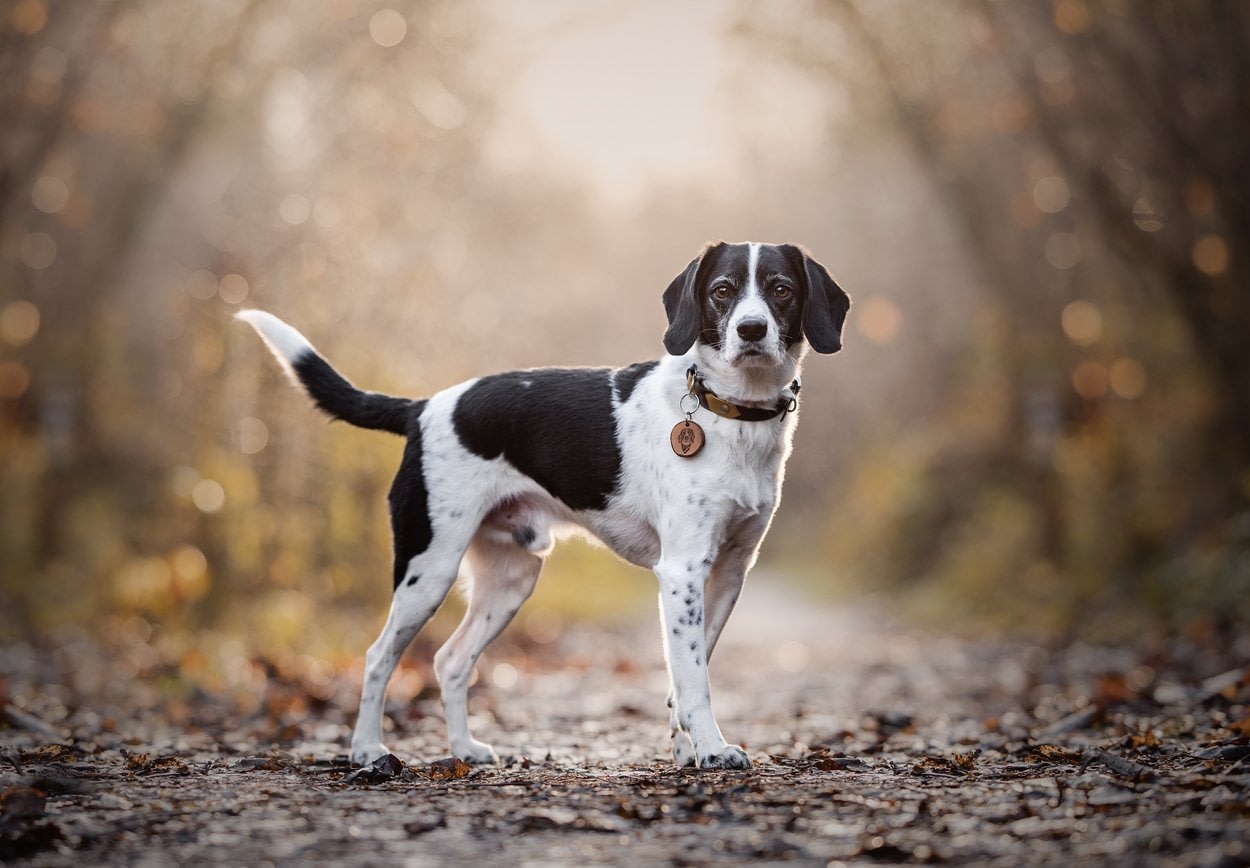 black and white dog on forest pack looking attentive pet photograpy san diego