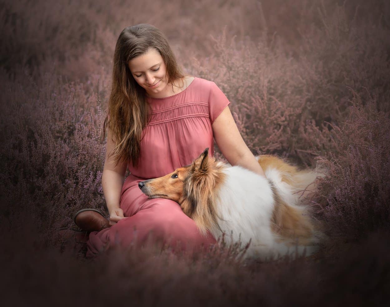 White and red collie looking u p at her owner dog photographer san diego white and red collie looking u p at her owner dog photographer san diego