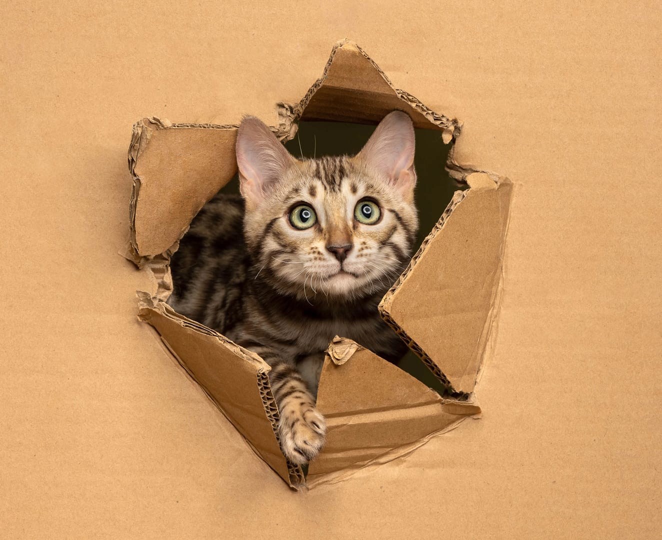 Why i offer in-home pet photography (especially for cats) 2 Bengal kitten playfully breaking out of a cardboard box – high-end pet photography in-home pet photography