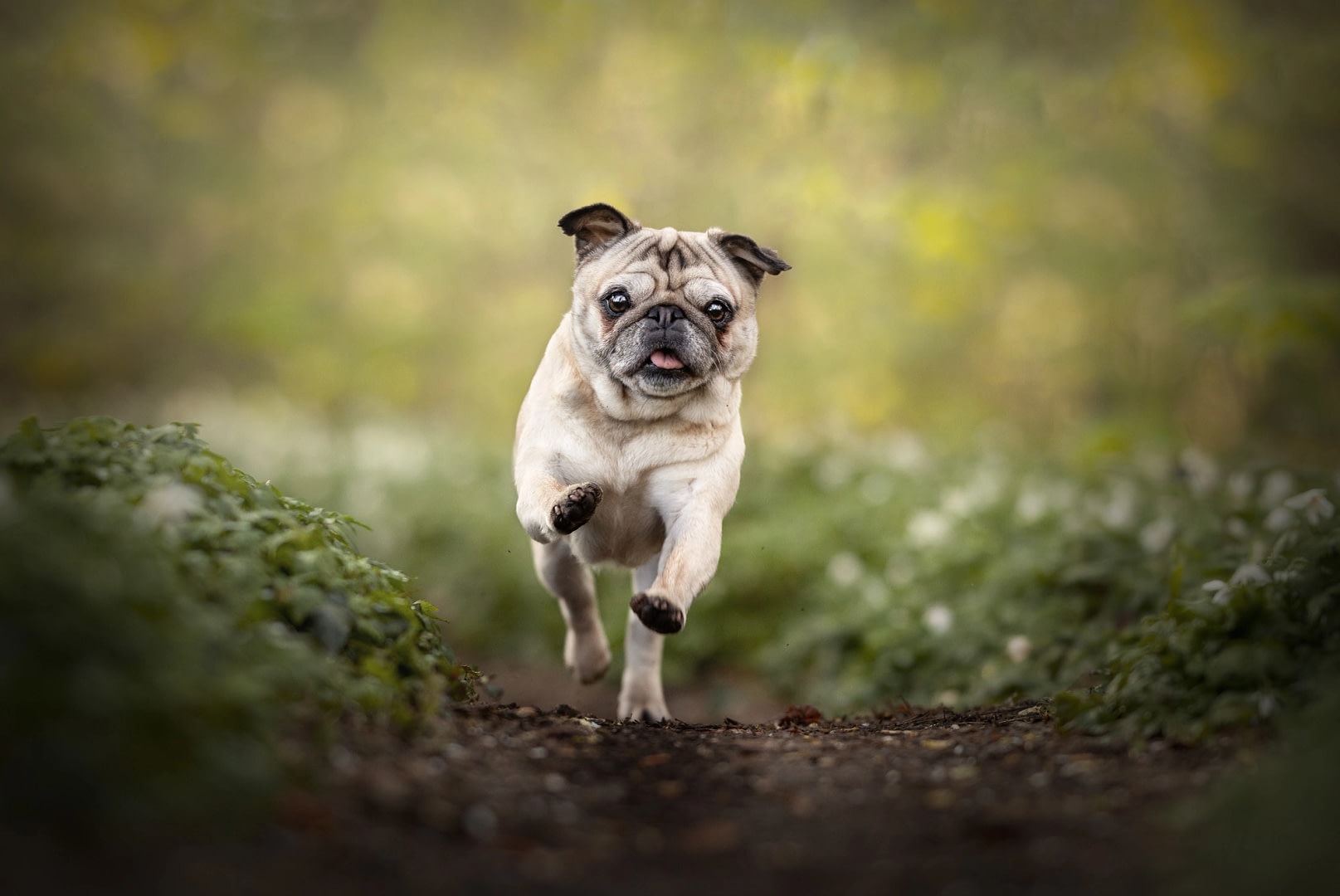 10 tips to help your dog stay calm during a photo session in san diego 3 running pug in forest path