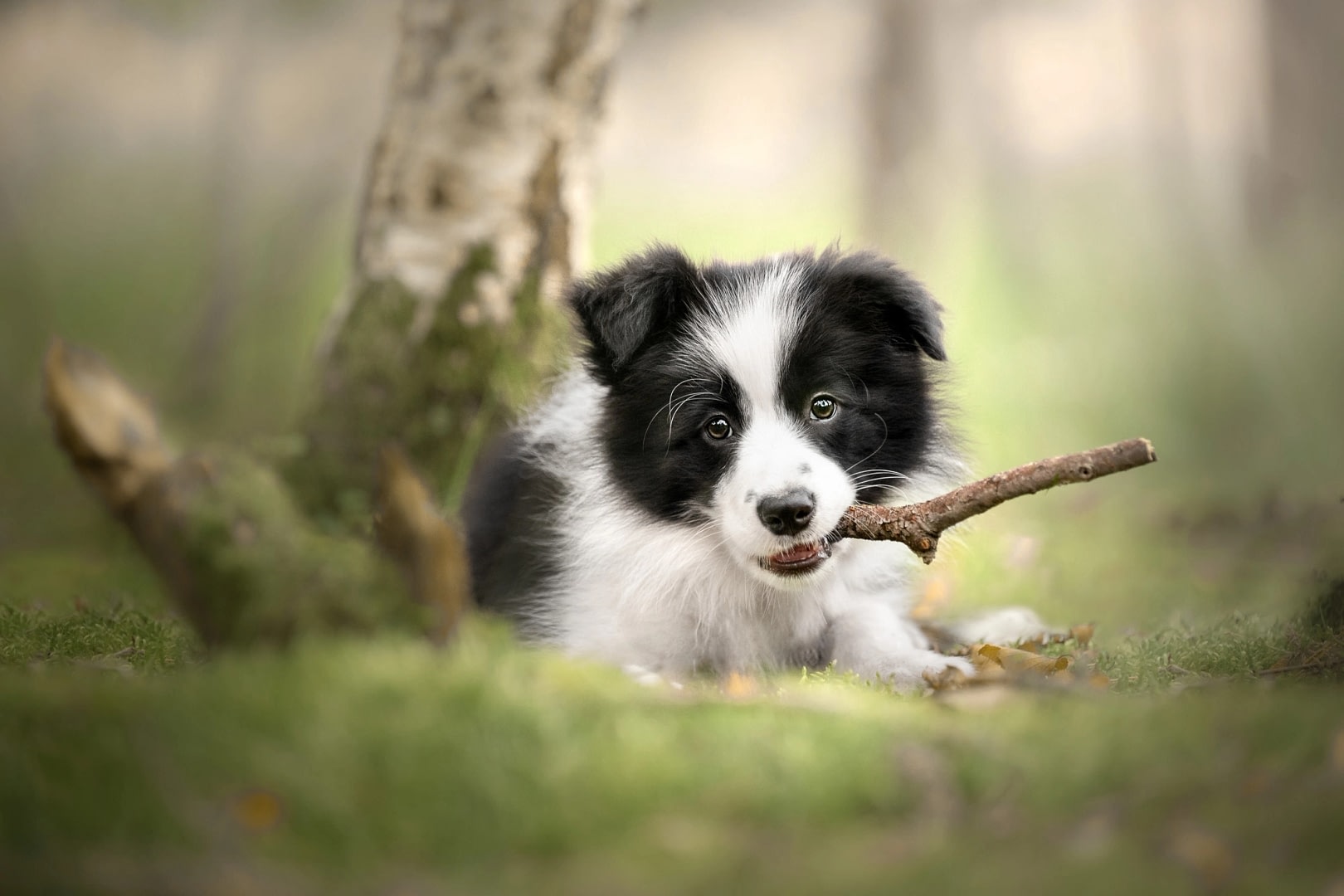 Cute-border-collie-puppy-with-stick cute border collie puppy with stick