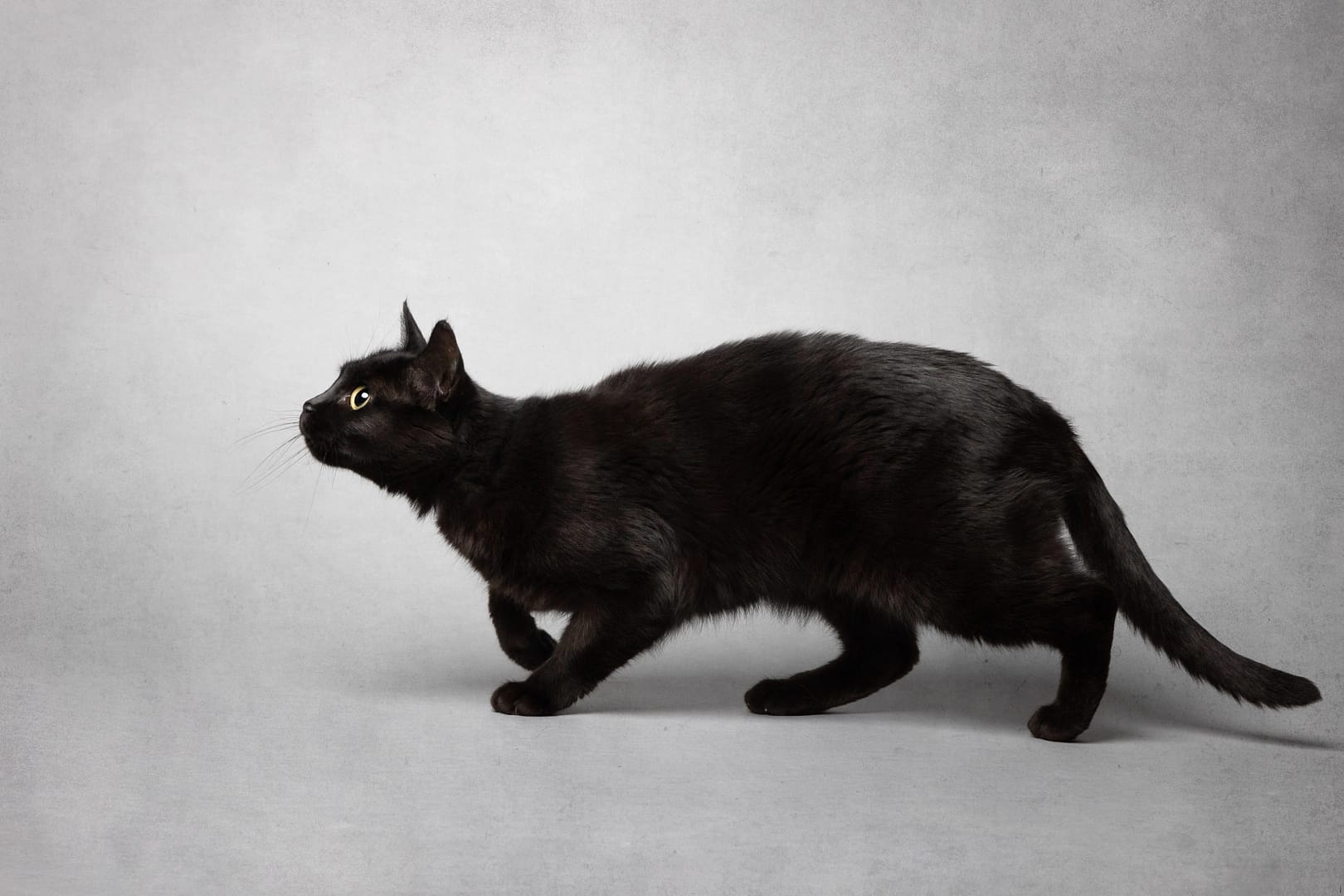 Sleek black cat in motion, caught mid-stride – dynamic pet photography San Diego