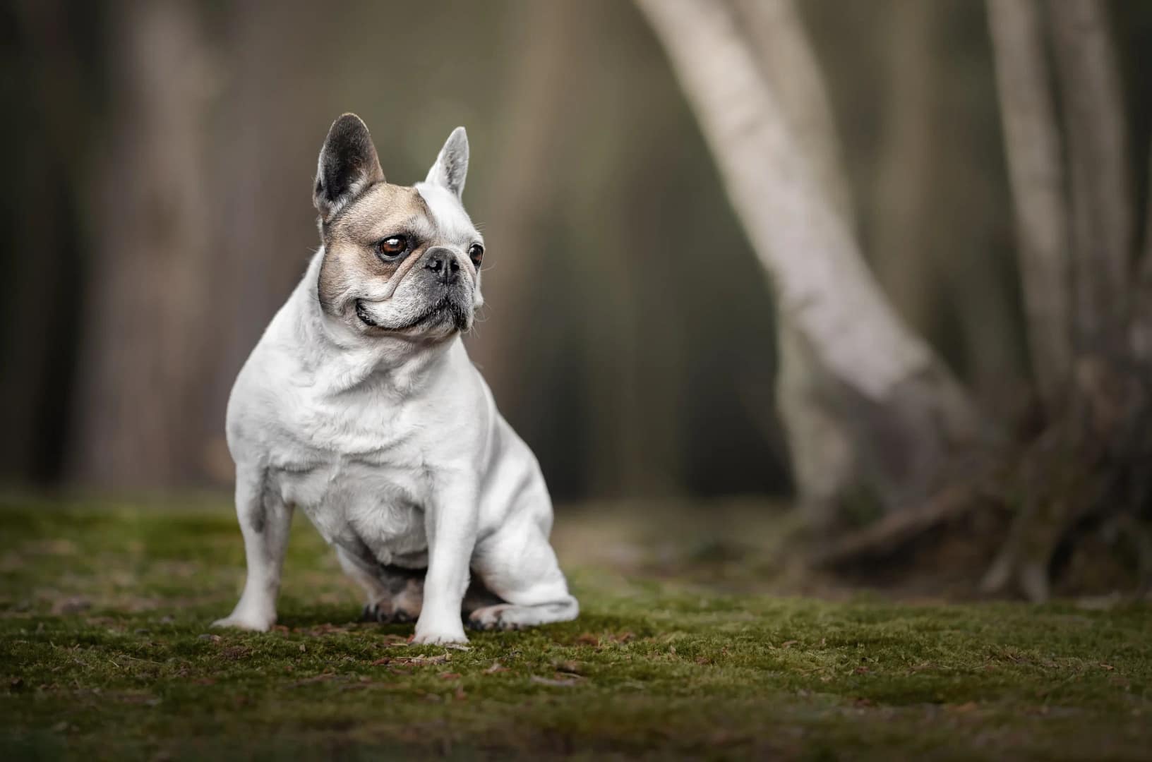 french bulldog sitting in forest kat de laet portraits pet photography san diego scaled
