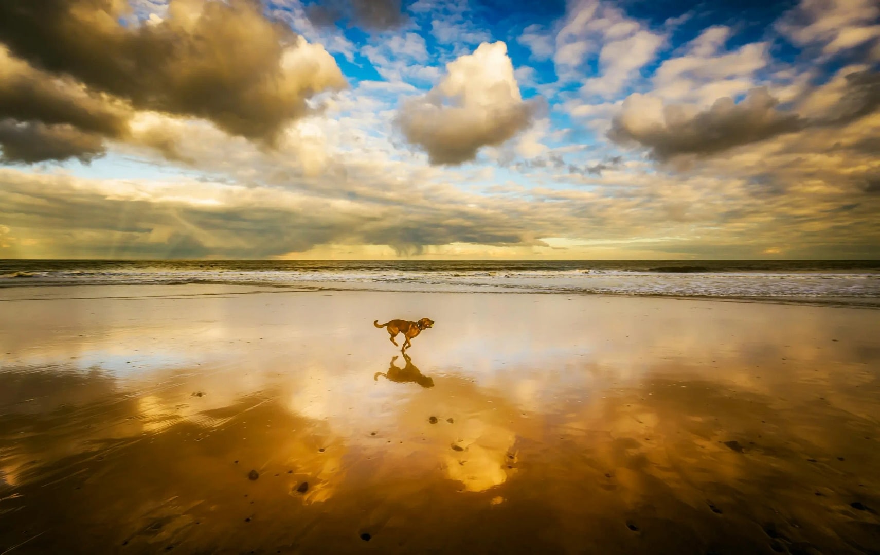 Top 5 pet-friendly photoshoot spots in san diego 7 dog running on the beach pet photography