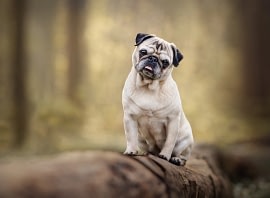 Cute-pug-dog-sitting-on-log Pug standing on a log with a proud stance, surrounded by a dreamy blurred background. Classic dog portrait photography by Kat De Laet, San Diego.