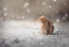 Orange-cat-watching-snowfall-in-field Orange tabby cat sitting in a winter landscape as snowflakes fall, gazing into the distance. Seasonal fine art pet photography by Kat De Laet, San Diego.