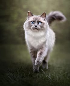 Blue-eyed-cat-walking-on-grass-1 Blue and white Ragdoll cat with blue eyes mid-stride in a sunlit forest path – action pet photography outdoors