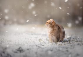 Orange-cat-watching-snowfall-in-field Orange tabby cat sitting in a winter landscape as snowflakes fall, gazing into the distance. Seasonal fine art pet photography by Kat De Laet, San Diego.
