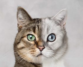 Two-faced-cat-green-blue-eyes Close-up portrait of a cat with striking heterochromatic eyes, one blue and one green, against a softly textured background. Unique feline photography by Kat De Laet, San Diego.
