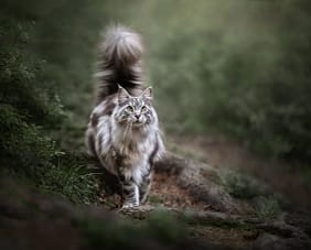 Fluffy Maine Coon cat walking through a lush green forest, its coat shimmering in the light. Luxury cat photography by Kat De Laet, San Diego.