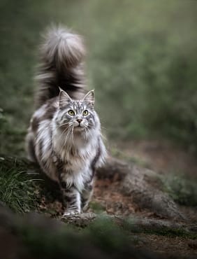 Fluffy Maine Coon cat walking through a lush green forest, its coat shimmering in the light. Luxury cat photography by Kat De Laet, San Diego.
