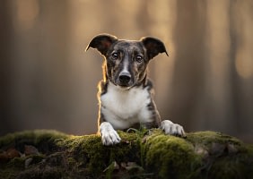 Whippet-close-up-luxury-dog-portrait-san-diego Brindle and white dog standing on a moss-covered log with a soulful expression, bathed in warm golden light. Fine art pet photography by Kat De Laet, San Diego.