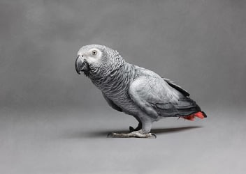 African-grey-parrot-luxury-pet-portrait-san-diego African Grey parrot in a black-and-white studio setting, highlighting its textured feathers. Luxury exotic pet photography.