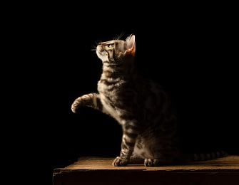 Bengal-cat-reaching-on-wooden-surface Tabby cat reaching up against a black background, captured in dramatic lighting for a fine art effect.