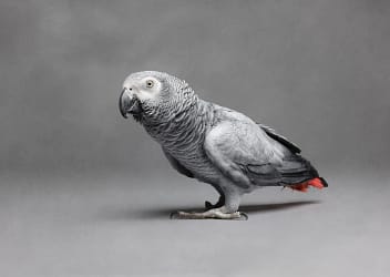 African-grey-parrot-luxury-pet-portrait-san-diego African Grey parrot in a black-and-white studio setting, highlighting its textured feathers. Luxury exotic pet photography.