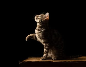 Bengal-cat-reaching-on-wooden-surface Tabby cat reaching up against a black background, captured in dramatic lighting for a fine art effect.