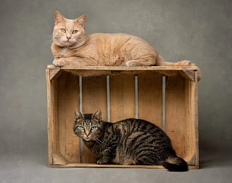 Fine-art-cat-portrait-san-diego-two-cats-in-wooden-crate Two cats in a wooden crate, one lounging on top while the other looks out from inside. Cozy pet photography by Kat De Laet, San Diego.