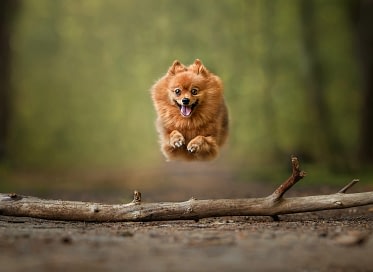 Happy-dog-jumping-over-log happy dog jumping over log
