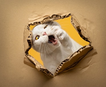 Playful-white-cat-ripping-through-paper A white cat peeking through a torn kraft paper background.
