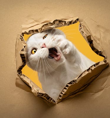 Playful-white-cat-ripping-through-paper A white cat peeking through a torn kraft paper background.
