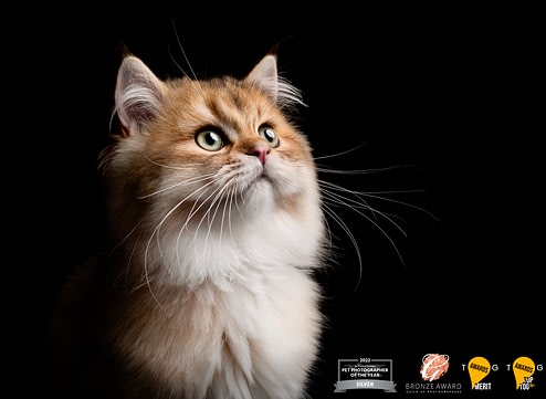 Fluffy-majestic-cat-black-background fluffy majestic cat black background