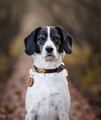 Black-white-dog-forest-portrait-closeup Portrait of a black and white dog with floppy ears, looking straight into the camera in a forest setting