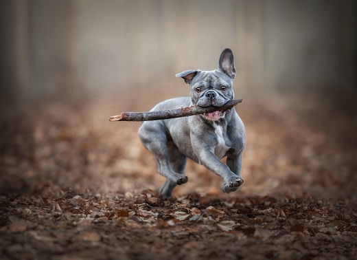 Gray-dog-running-with-stick Blue-gray French Bulldog energetically running through autumn leaves with a stick in its mouth. Action pet photography by Kat De Laet, San Diego’s fine art dog photographer.