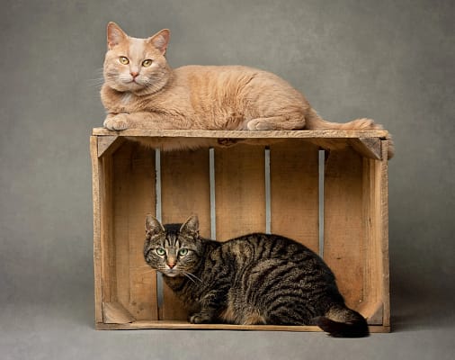 Fine-art-cat-portrait-san-diego-two-cats-in-wooden-crate Two cats in a wooden crate, one lounging on top while the other looks out from inside. Cozy pet photography by Kat De Laet, San Diego.