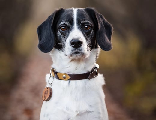 Black-white-dog-forest-portrait-closeup Portrait of a black and white dog with floppy ears, looking straight into the camera in a forest setting