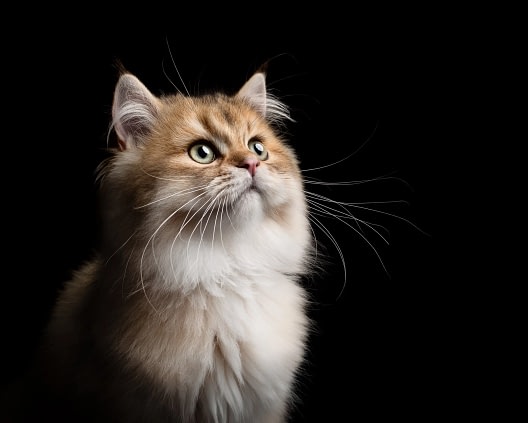 Long-haired-cat-black-background Fluffy British Longhair Cat gazing upwards with soft lighting highlighting its features. High-end feline photography by Kat De Laet, San Diego.