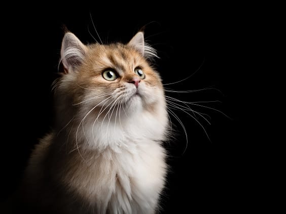 Fluffy British Longhair Cat gazing upwards with soft lighting highlighting its features. High-end feline photography by Kat De Laet, San Diego.