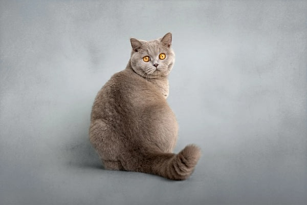 British-shorthair-gray-cat-studio British Shorthair cat with deep yellow eyes sitting elegantly – high-end cat photography