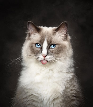 Fluffy-blue-eyed-cat-sticking-tongue A stunning blue-eyed cat walking towards the camera with soft-focus greenery in the background.