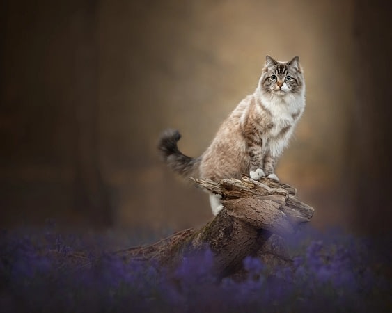 Fluffy-cat-blue-eyes-forest Majestic long-haired cat with blue eyes perched on a fallen tree in a dreamy forest setting. Fine art pet photography by Kat De Laet, capturing luxury feline portraits in San Diego.