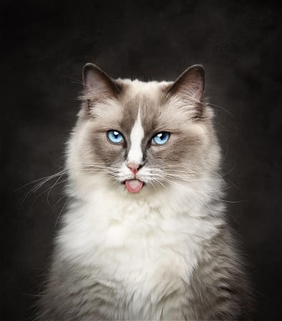 Fluffy-blue-eyed-cat-sticking-tongue A stunning blue-eyed cat walking towards the camera with soft-focus greenery in the background.