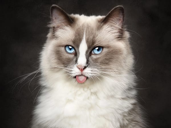 Fluffy-blue-eyed-cat-sticking-tongue A stunning blue-eyed cat walking towards the camera with soft-focus greenery in the background.