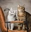 Cat portrait sessions 4 two cats on a leather chair one white one tabby photography san diego