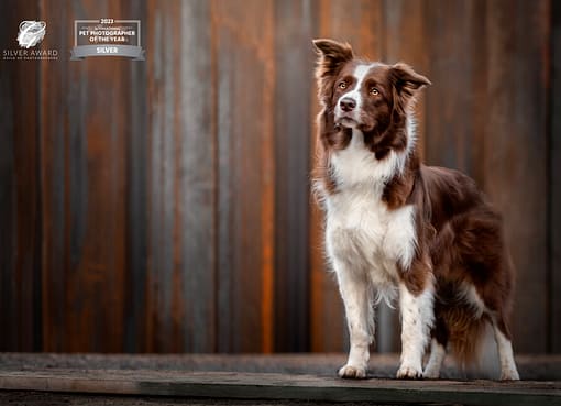 Brown-white-dog-standing-wooden-background brown white dog standing wooden background