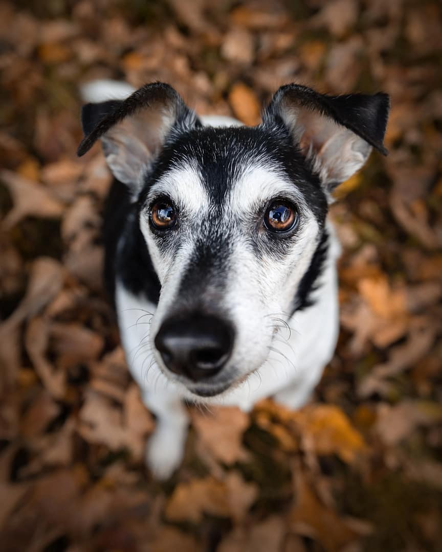 Black and white dog looking curiously into the camera, lying on crisp autumn leaves.