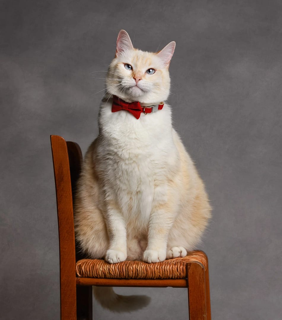 Elegant white cat with bowtie sitting on a wooden chair – in-home studio luxury pet photography in San Diego