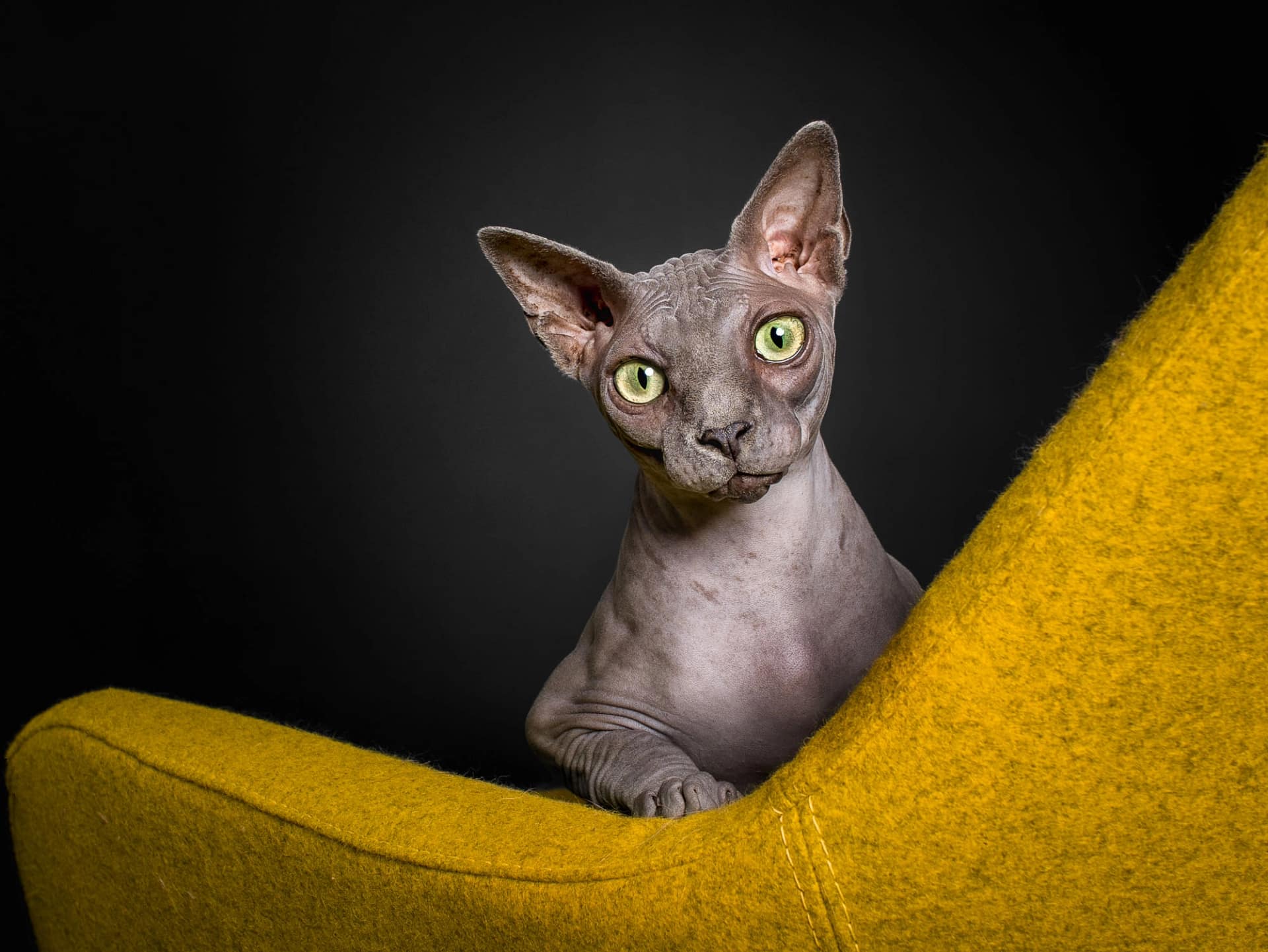A Sphynx cat with striking green eyes sits confidently on a mustard-yellow chair against a sleek black background.