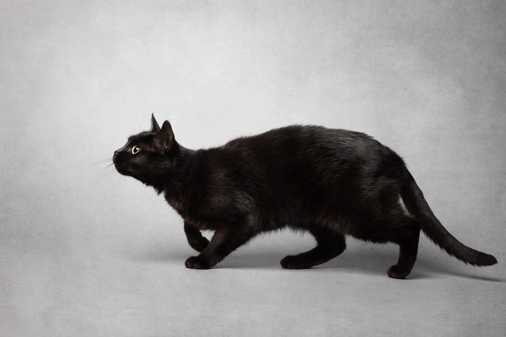 Sleek black cat in motion, caught mid-stride – dynamic pet photography San Diego