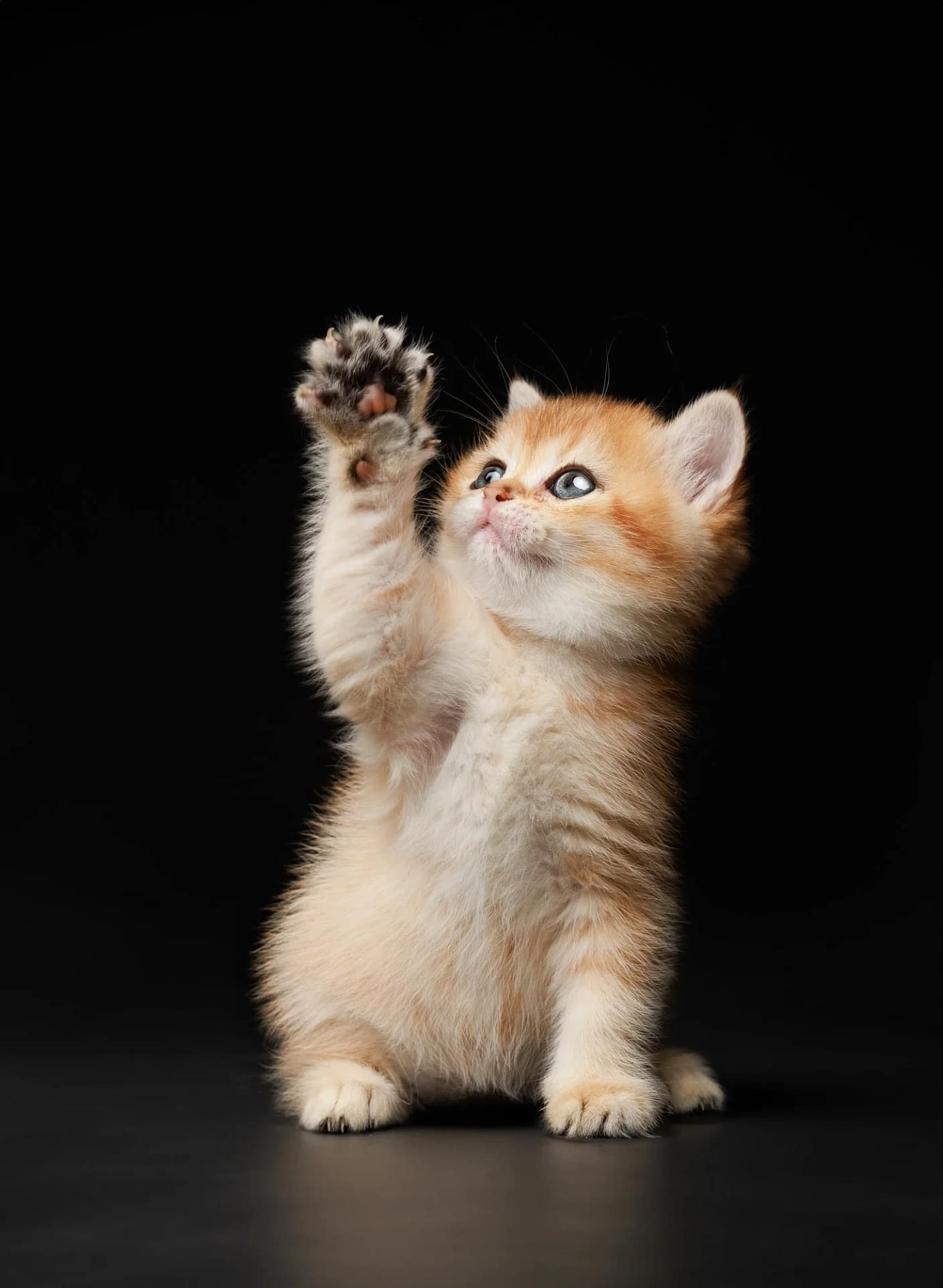 Adorable ginger kitten raising its paw playfully – fine art pet photography San Diego