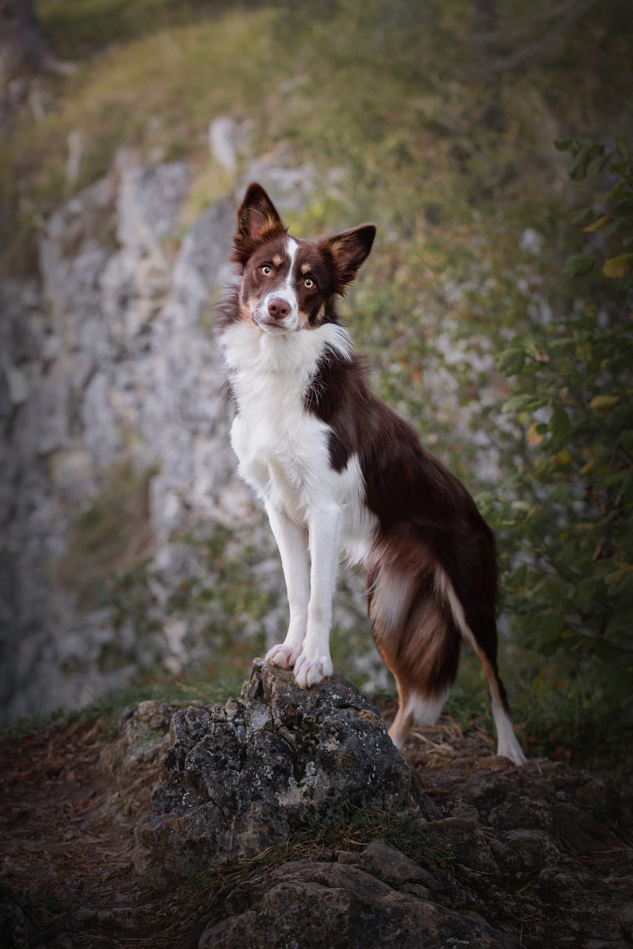 Border Collie standing on rocky terrain with an alert gaze – artistic outdoor pet photography